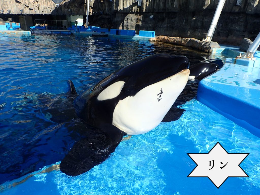 メンバーカラー（シャチ編）｜研究・教育｜名古屋港水族館ホームページ