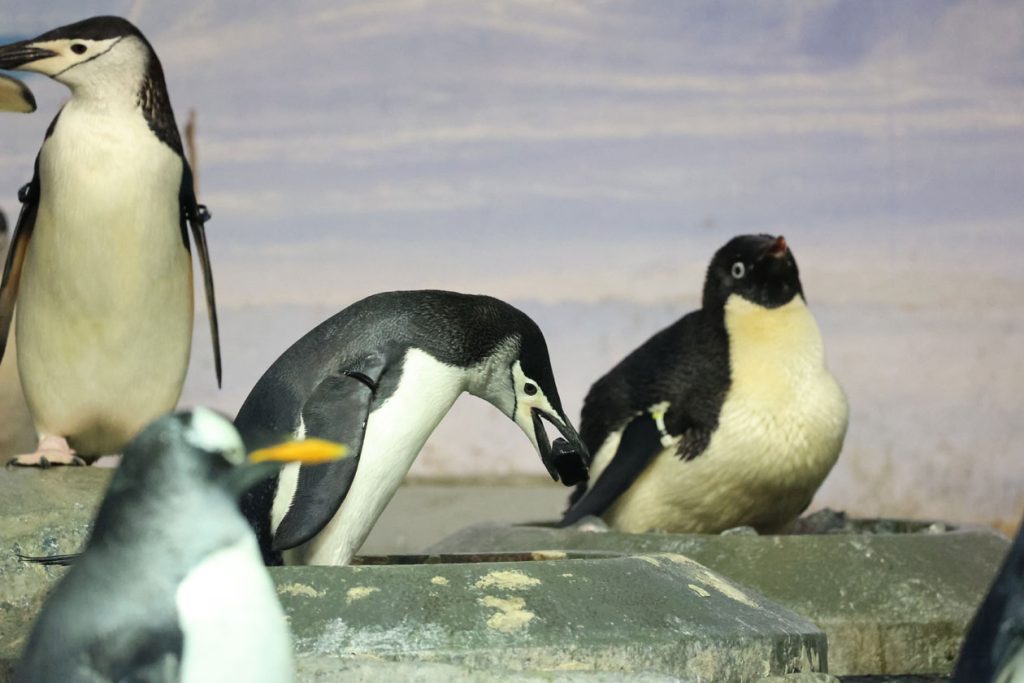 石を巣に運ぶヒゲペンギン