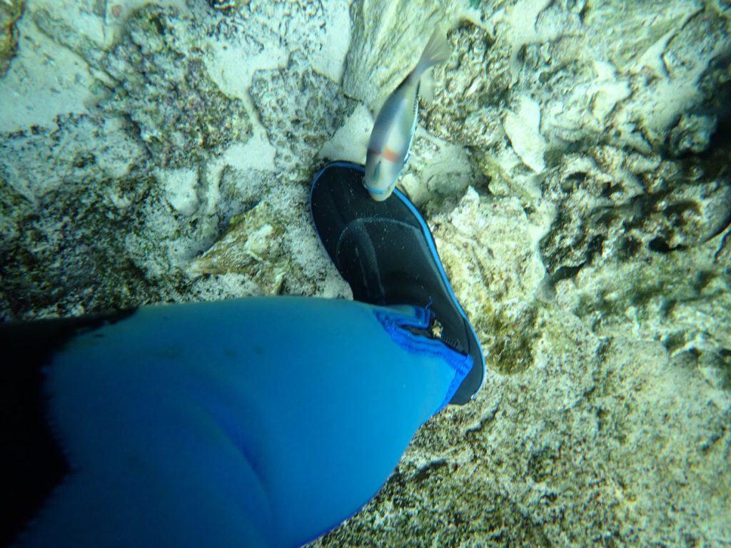 ダイバーのブーツを噛むムラサメモンガラ