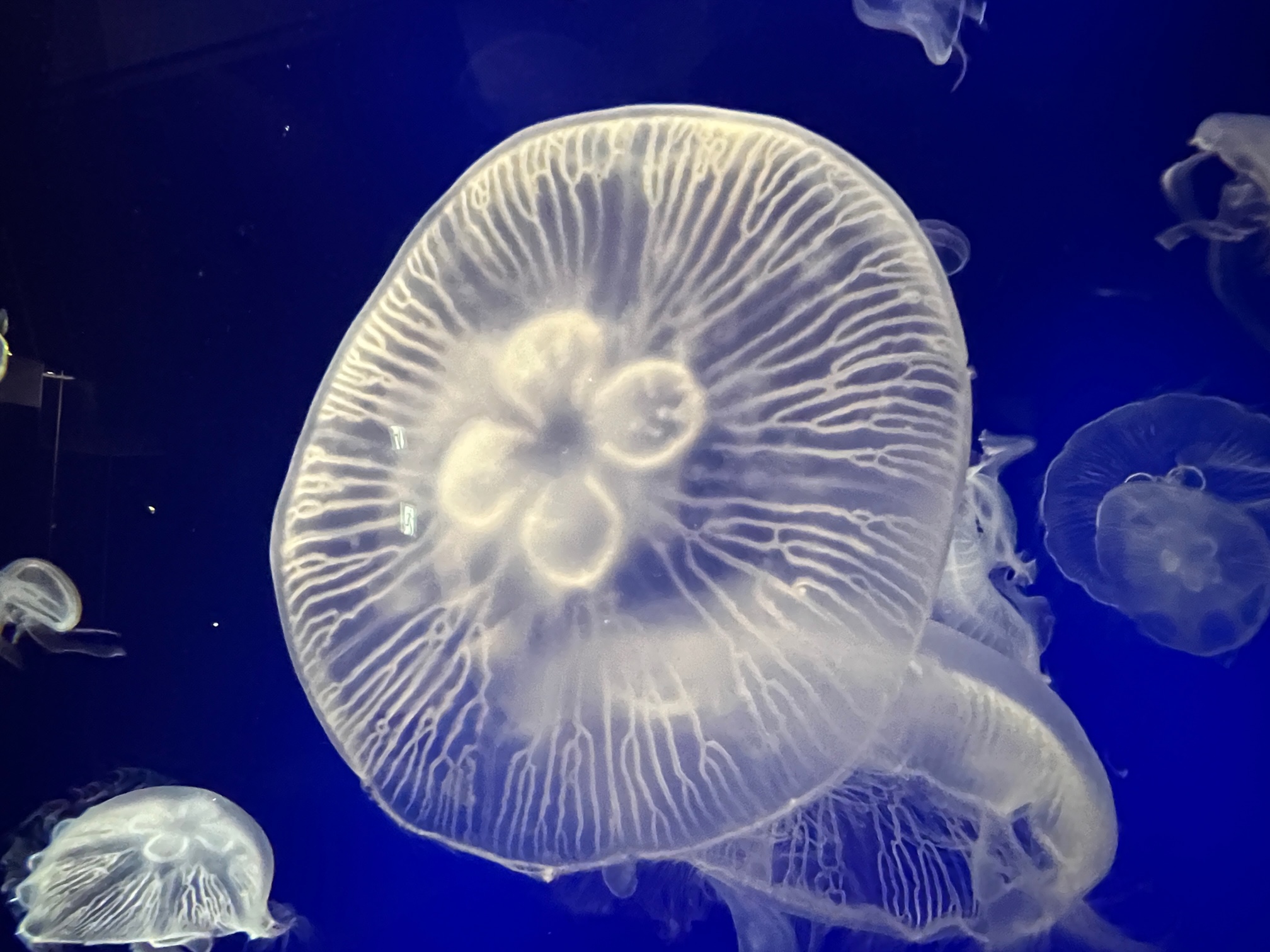 くらげ様専用です （終了しました】鑑賞から観察へ。もっとクラゲを  