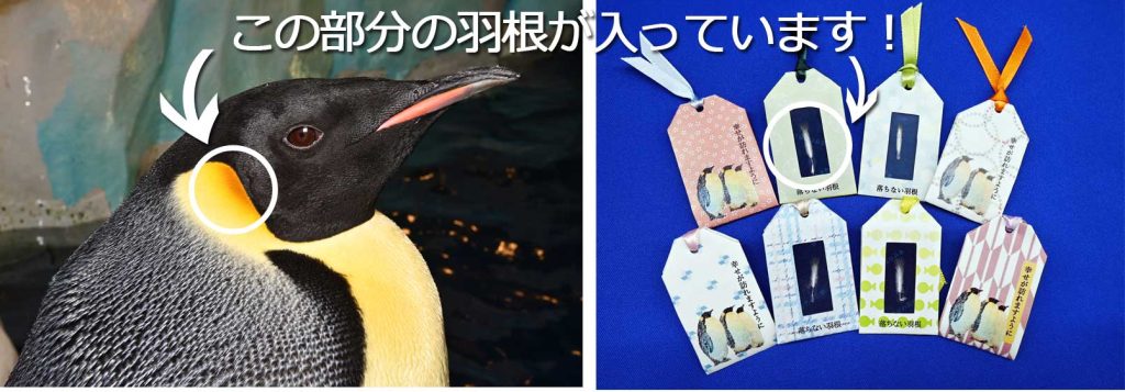 エンペラーペンギンの黄色い羽と返礼品