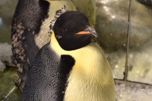 面白い羽根の残り方をしたエンペラーペンギン