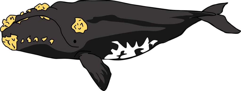 セミクジラ