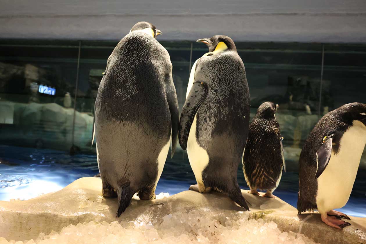ペンギンタイムズからのお知らせ～過酷なエンペラーペンギンの繁殖～