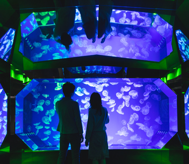 Amazon.co.jp: An Aquarium －水族館 ～名古屋港水族館