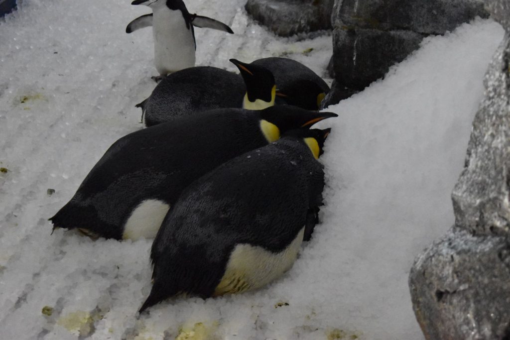 4羽同じ場所に集まっているエンペラーペンギン