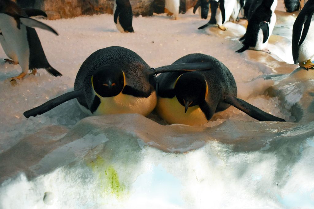 2羽で寝転がっているエンペラーペンギン