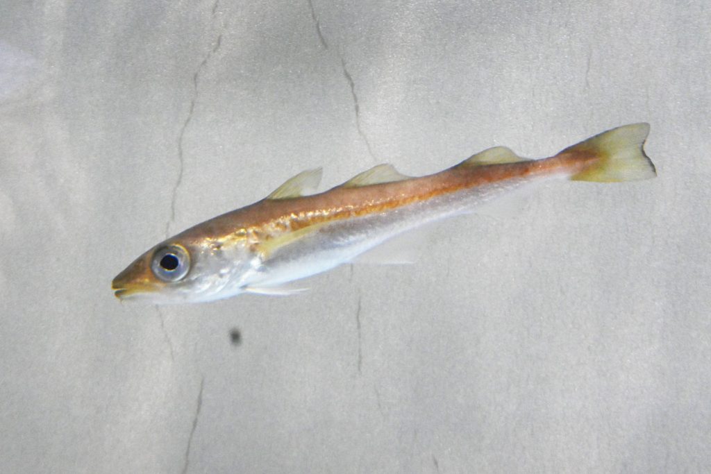 スケトウダラを展示します｜名古屋港水族館ホームページ