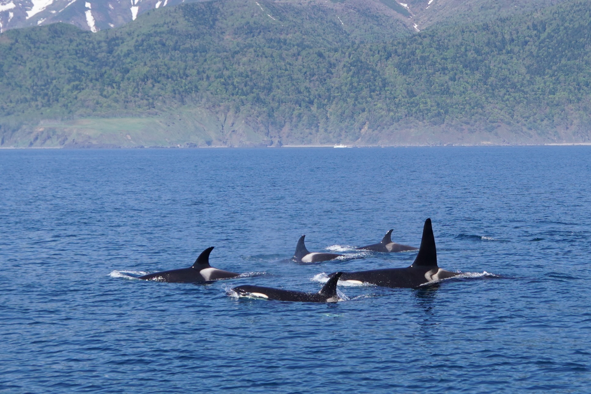 シャチがシャチじゃなくなる？｜研究・教育｜名古屋港水族館 