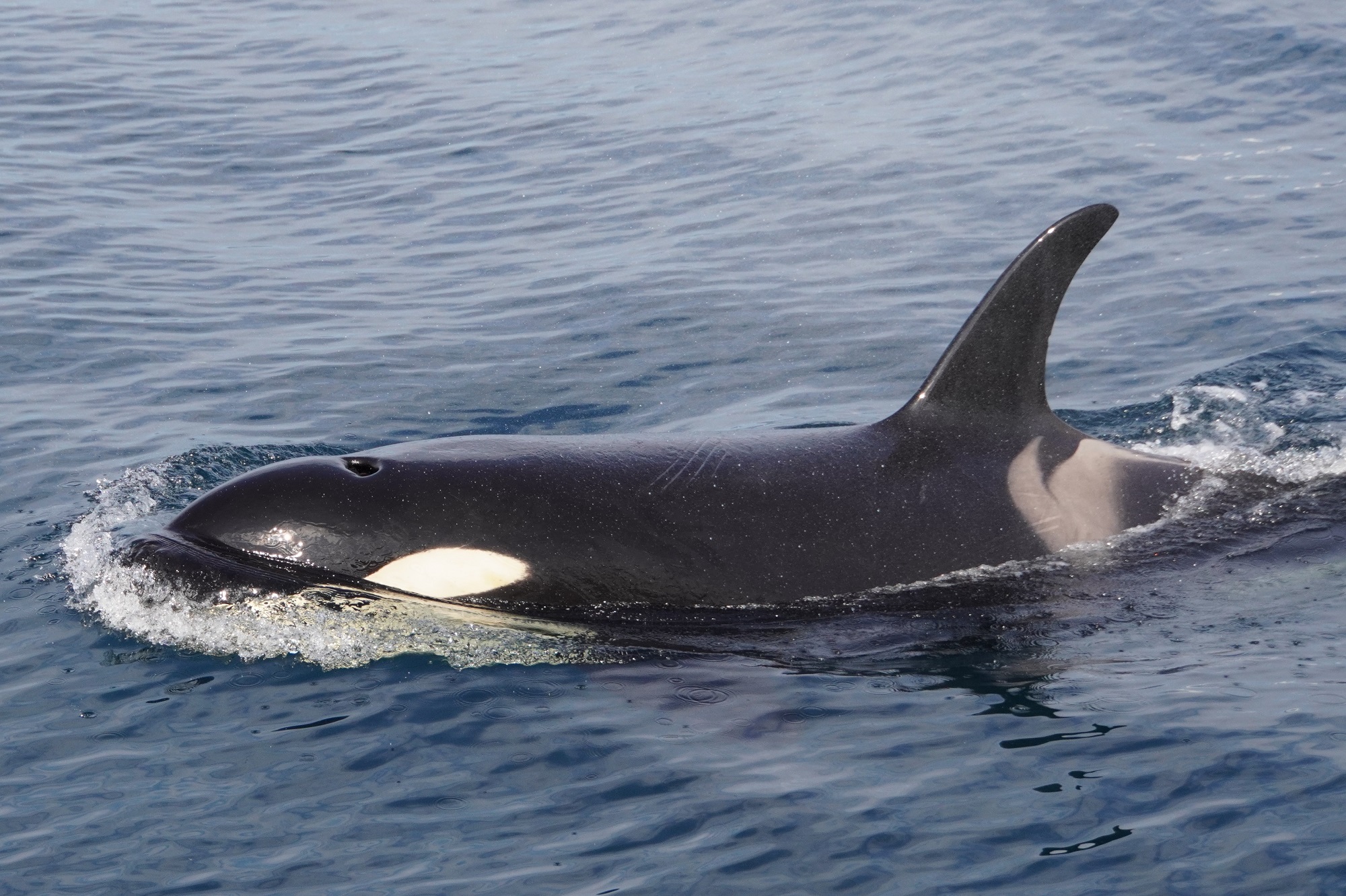 シャチがシャチじゃなくなる？｜研究・教育｜名古屋港水族館 