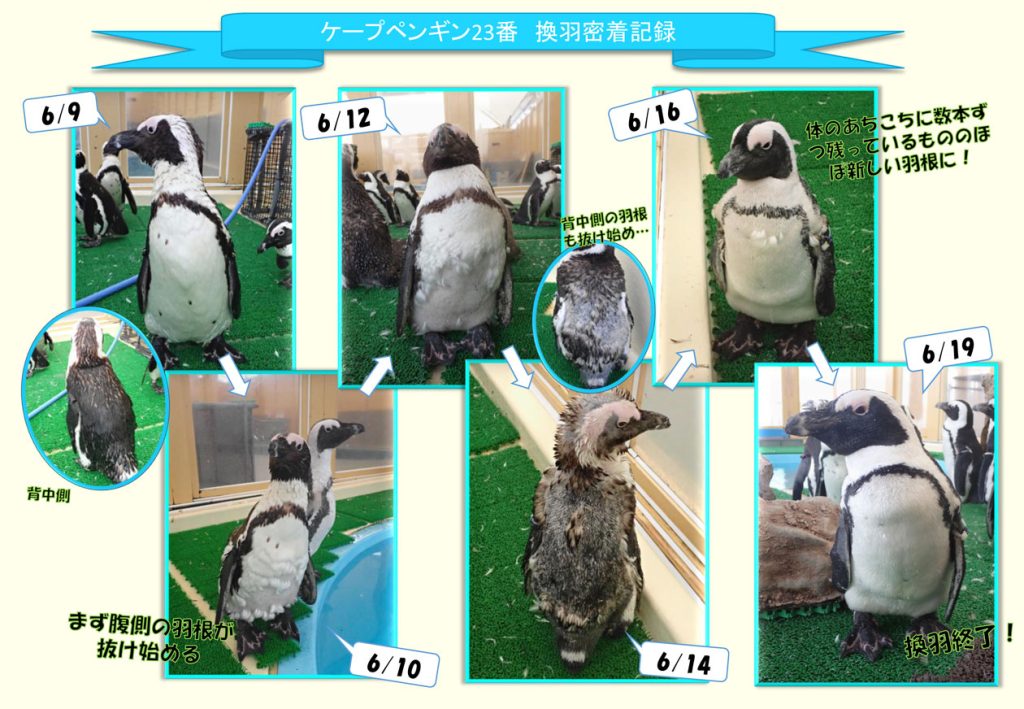 6月9日から6月19日まで、ケープペンギン23番の換羽に密着した様子