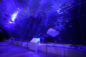 サマーナイトアクアリウムを開催します