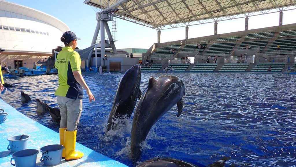 サインが出て、2頭のイルカがジャンプに向かうところ