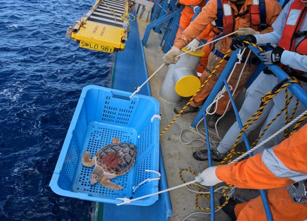 「北太平洋でのアカウミガメ回遊経路調査2024」放流が完了し、位置情報が公式サイトでご覧いただけます