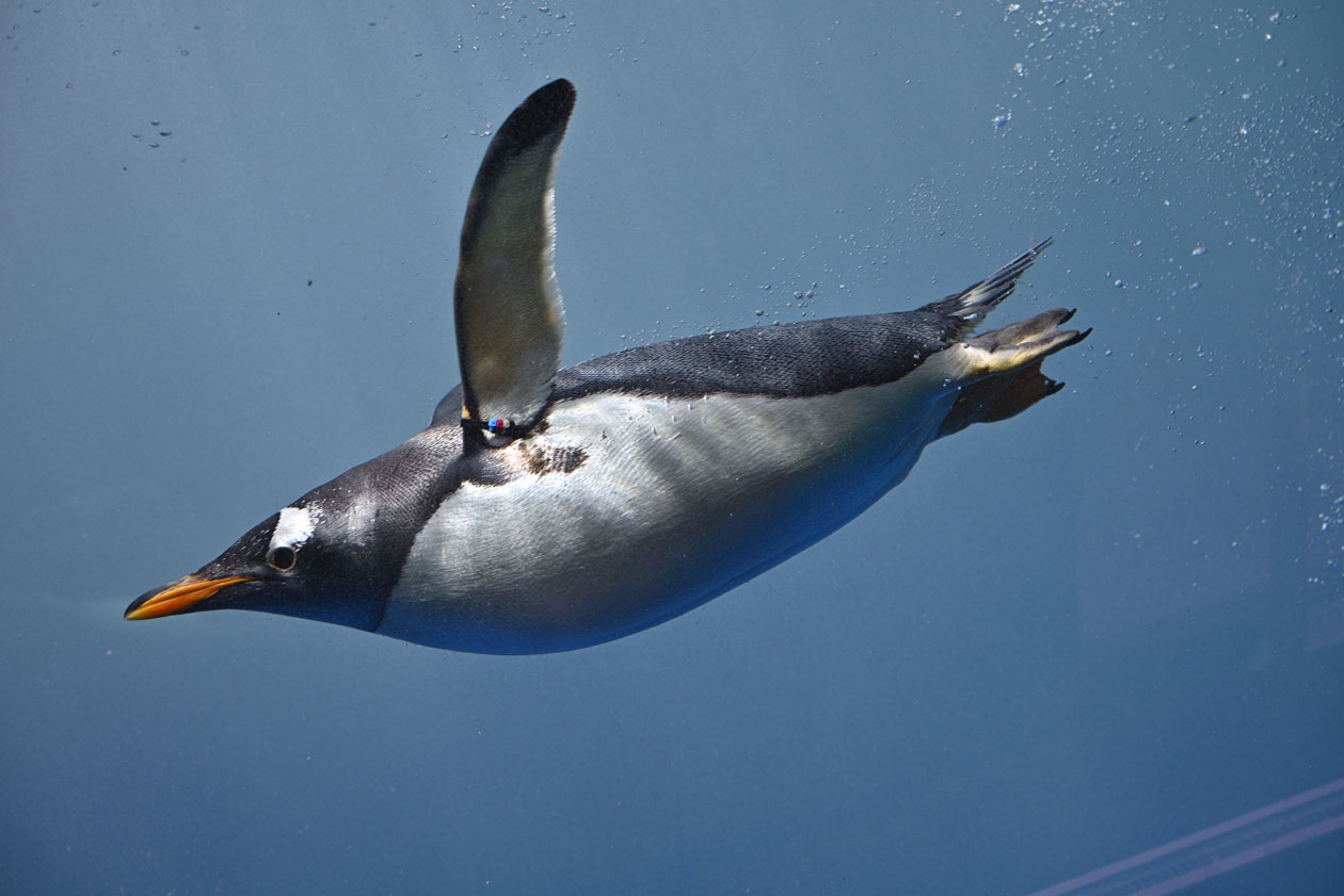 水中を泳ぐペンギン