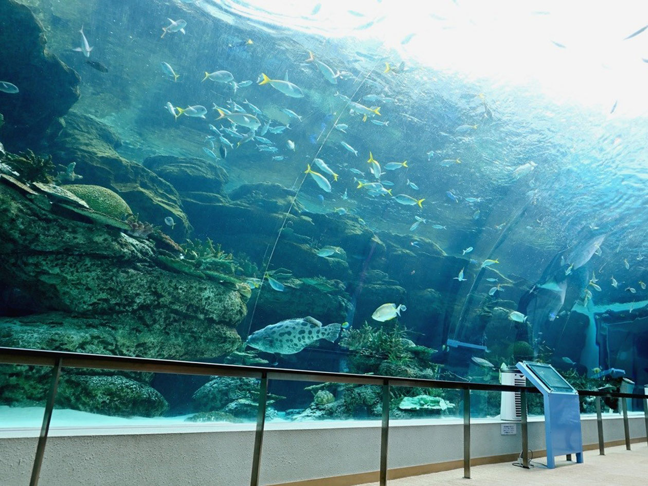 サンゴ礁大水槽）