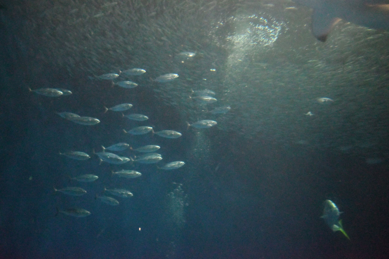 幻の魚 地方を超えて遥々と