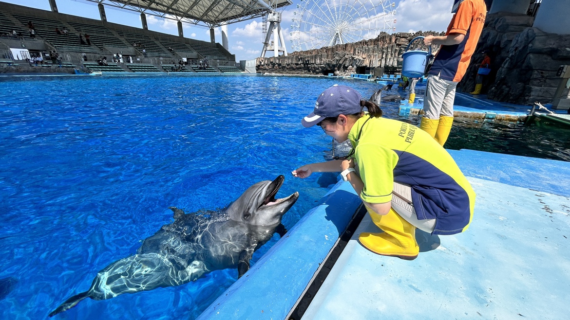 イルカたちにとってのご褒美