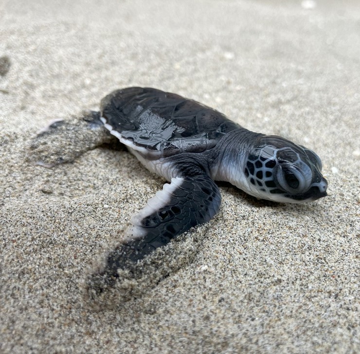 子ガメの特徴|研究・教育|名古屋港水族館ホームページ
