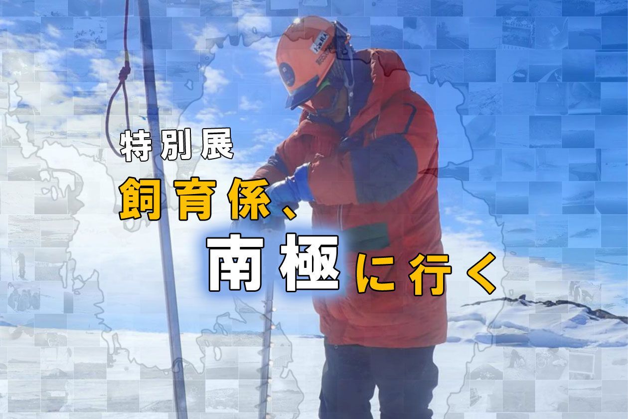 特別展「飼育係、南極に行く」の見方　「南極と南極地域観測隊」編