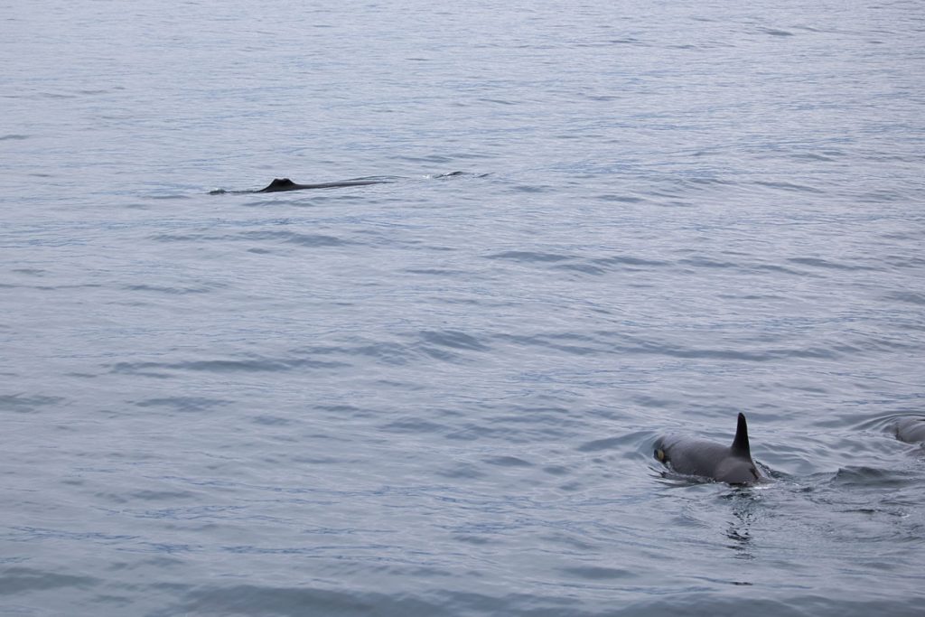 ミンククジラとシャチ