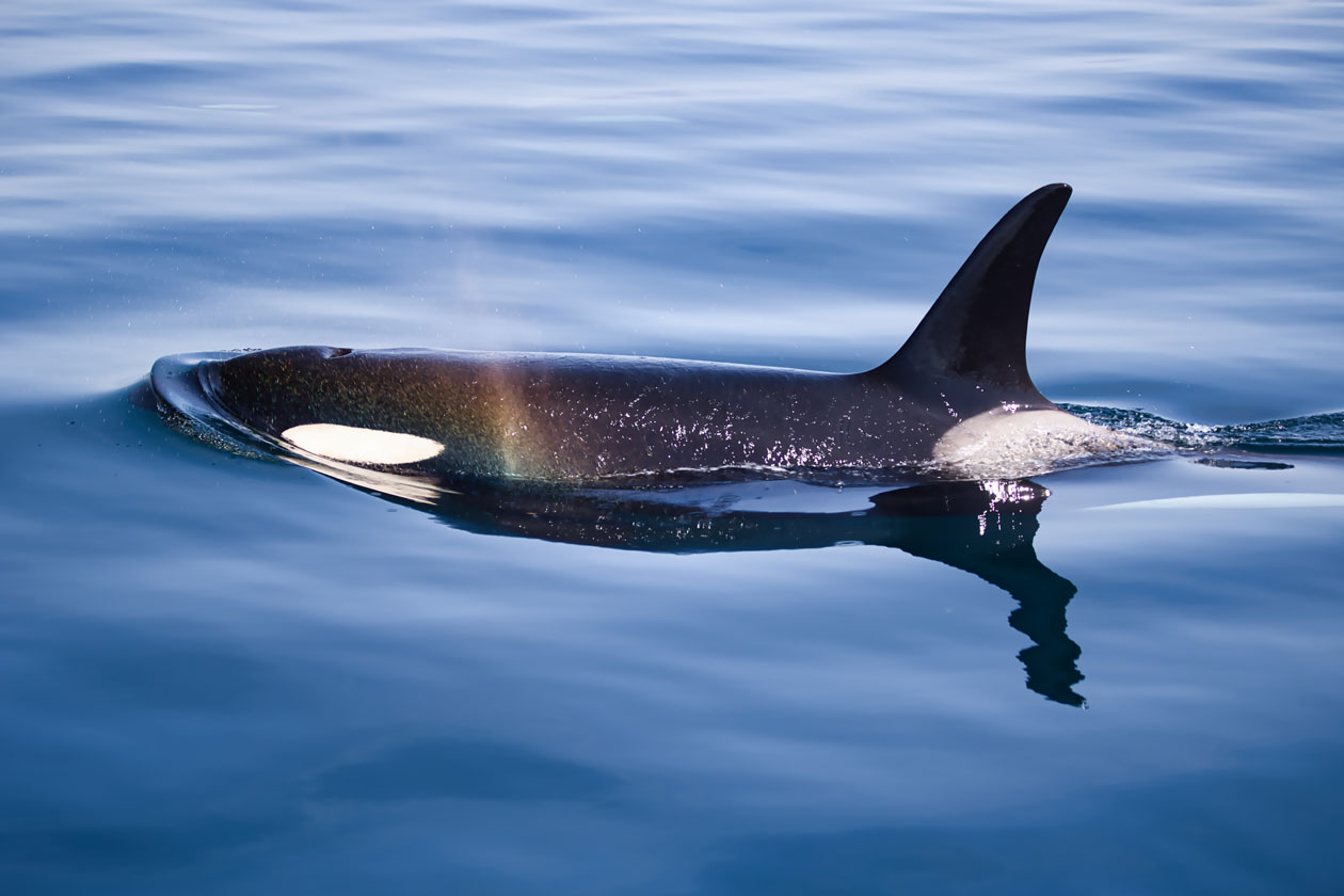 【写真展開催中です～その3～】｜研究・教育｜名古屋港水族館ホームページ