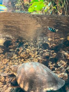 オーストラリアの水辺の水槽