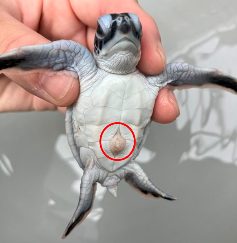 子ガメの特徴|研究・教育|名古屋港水族館ホームページ