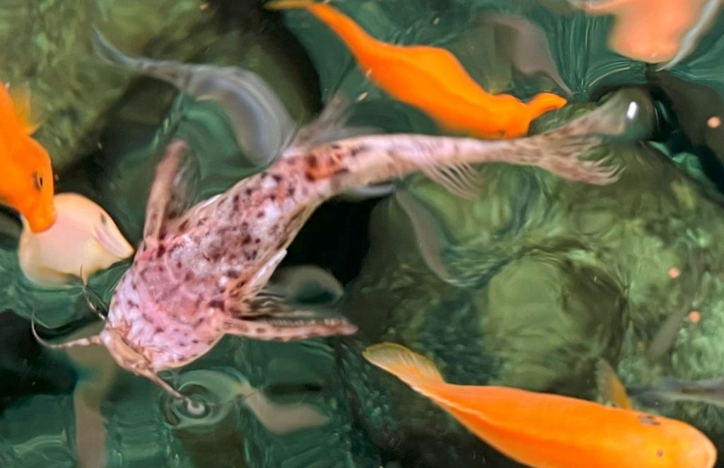 水面でエサを食べている時のサカサナマズ