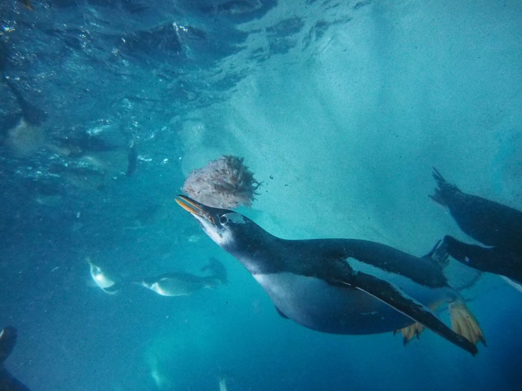 水中でナンキョクオキアミを食べるペンギン