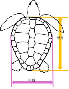 カメの大きさの測り方