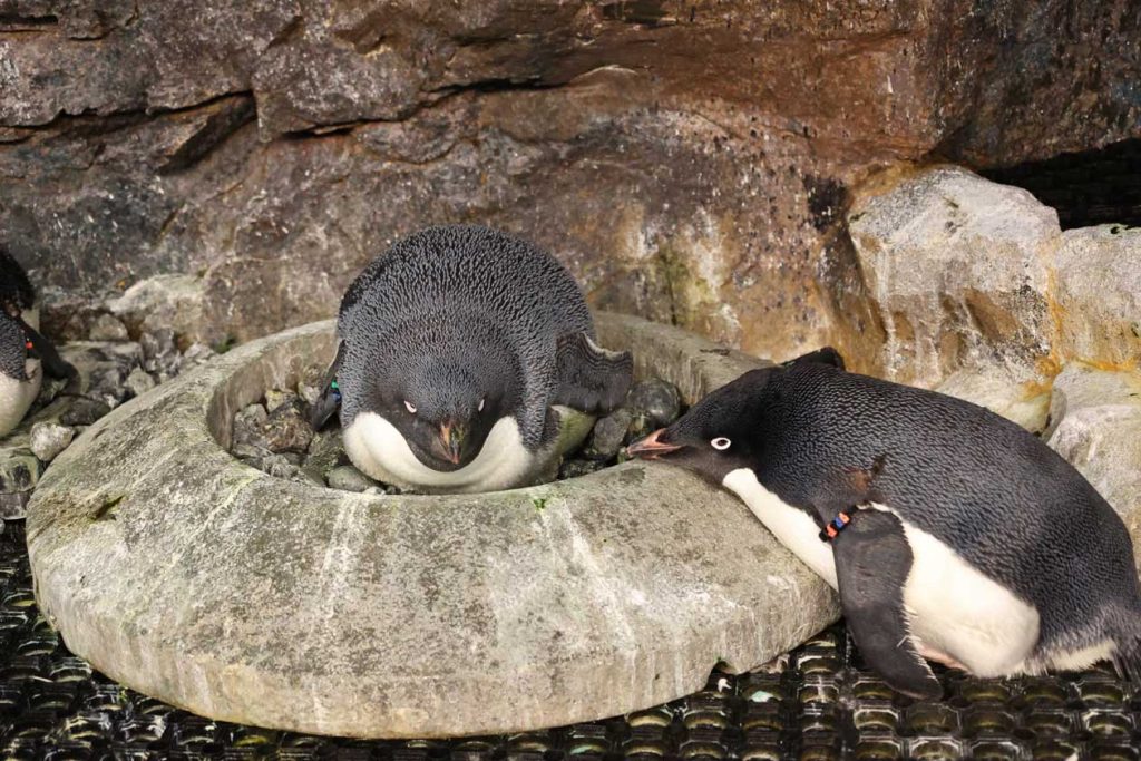 抱卵中のアデリーペンギン