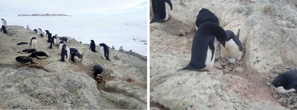 南極のアデリーペンギンの営巣地