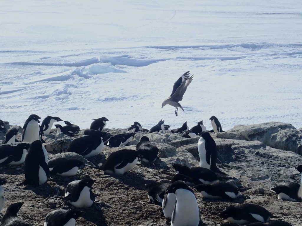 上空からペンギンの卵を狙うオオトウゾクカモメ