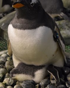 親ペンギンのおなかからはみ出したジェンツーペンギンのヒナ