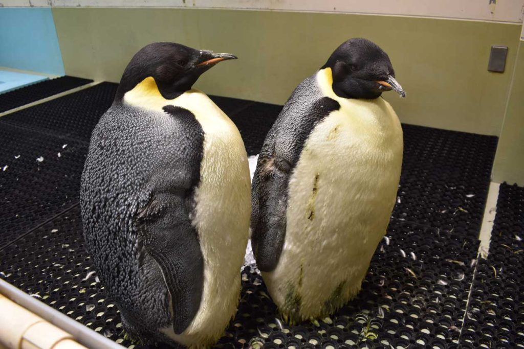 換羽中のエンペラーペンギン