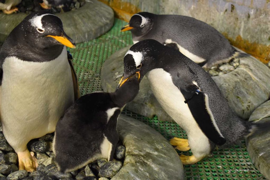 子育て中のジェンツーペンギン