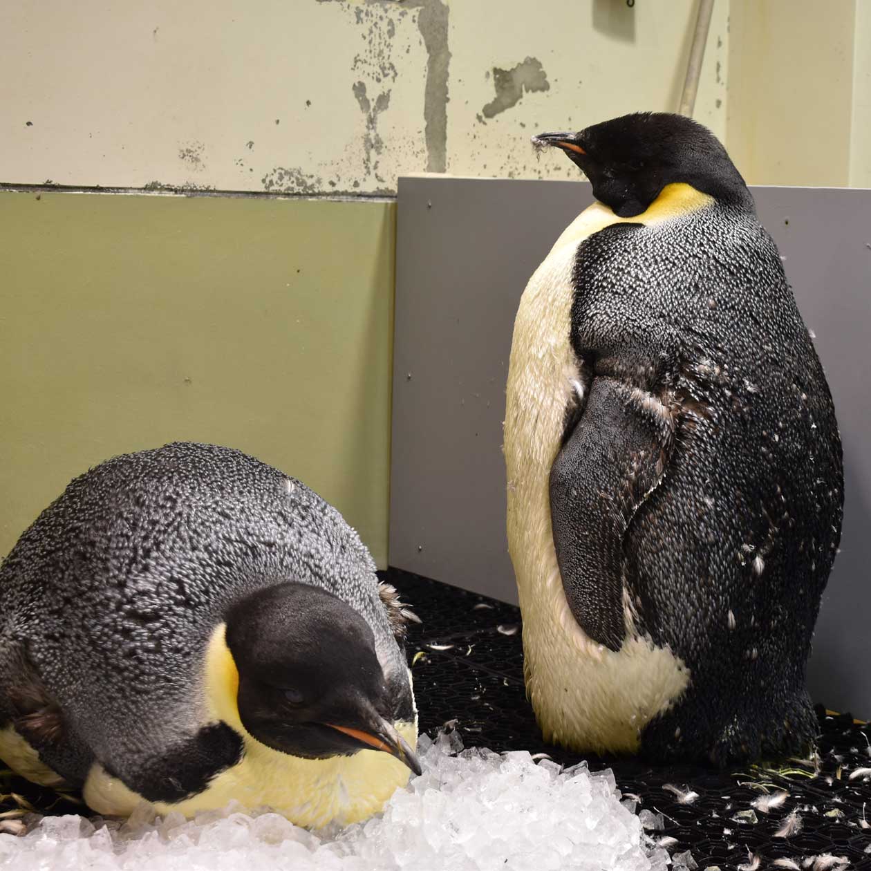 ペンギンが大変な時期inバックヤード水槽