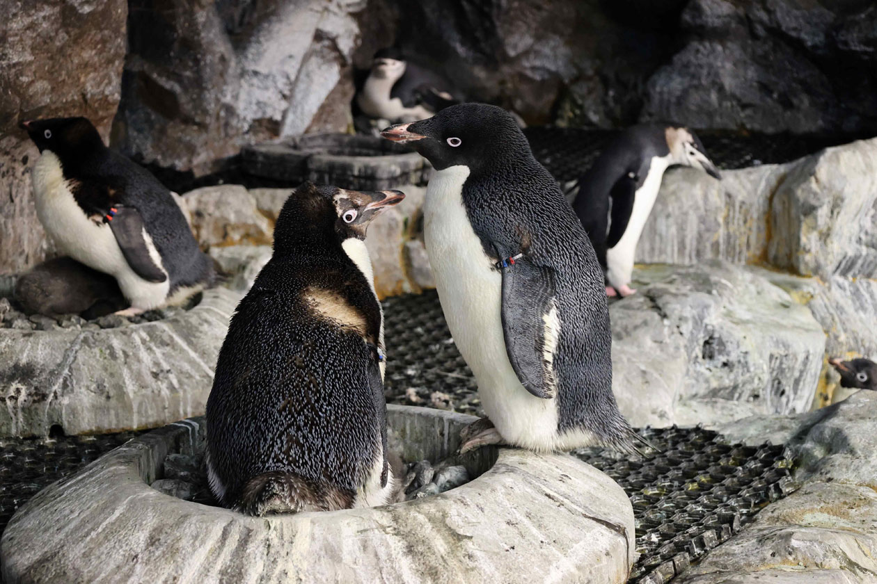 アデリーペンギン132番とペアのアデリーペンギン57番