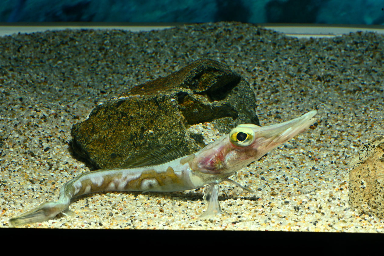 特別展「飼育係、南極に行く」の見方　「メガネカモグチウオ」編