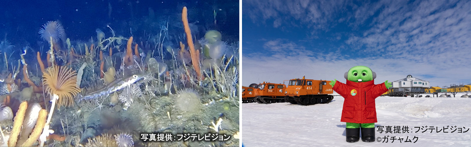 南極で撮影されたメガネカモグチウオと、第64次南極地域観測隊に同行したガチャピン