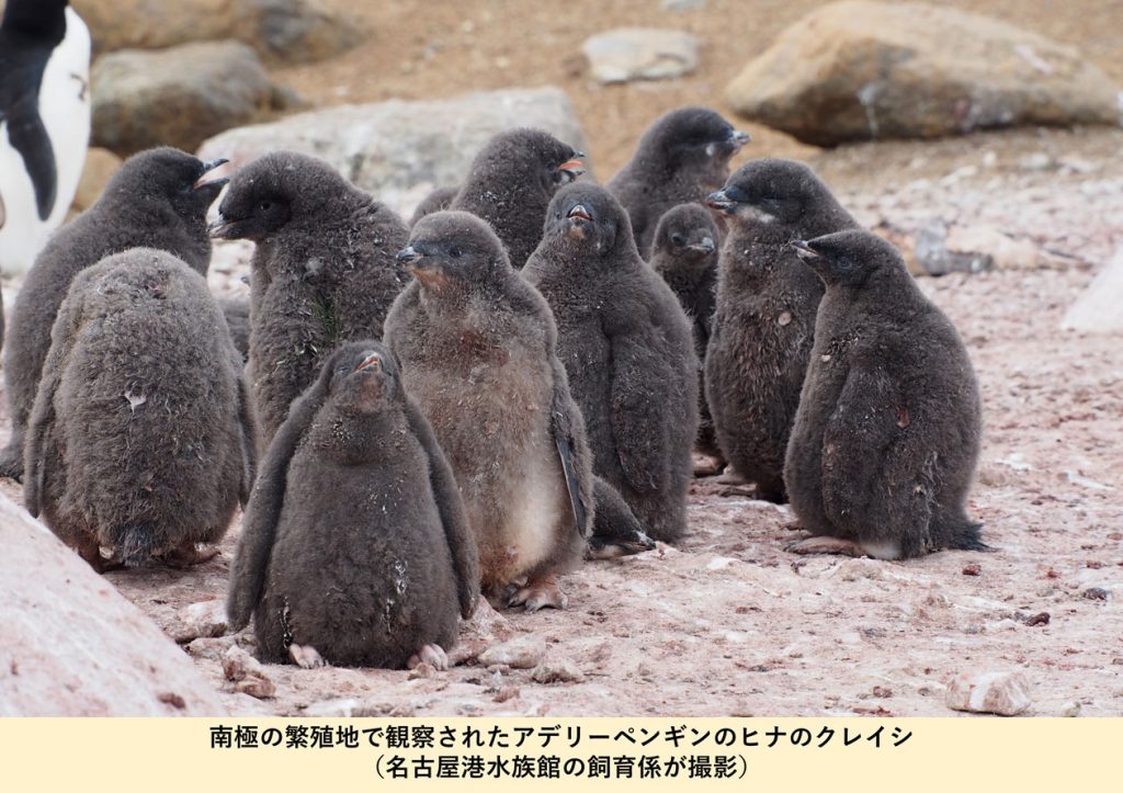 南極で観察されたアデリーペンギンのヒナのクレイシ