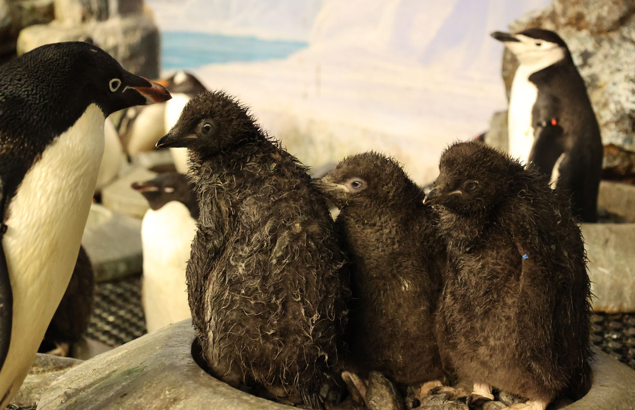 ペンギンタイムズからのお知らせ～アデリーのヒナすくすく成長中～