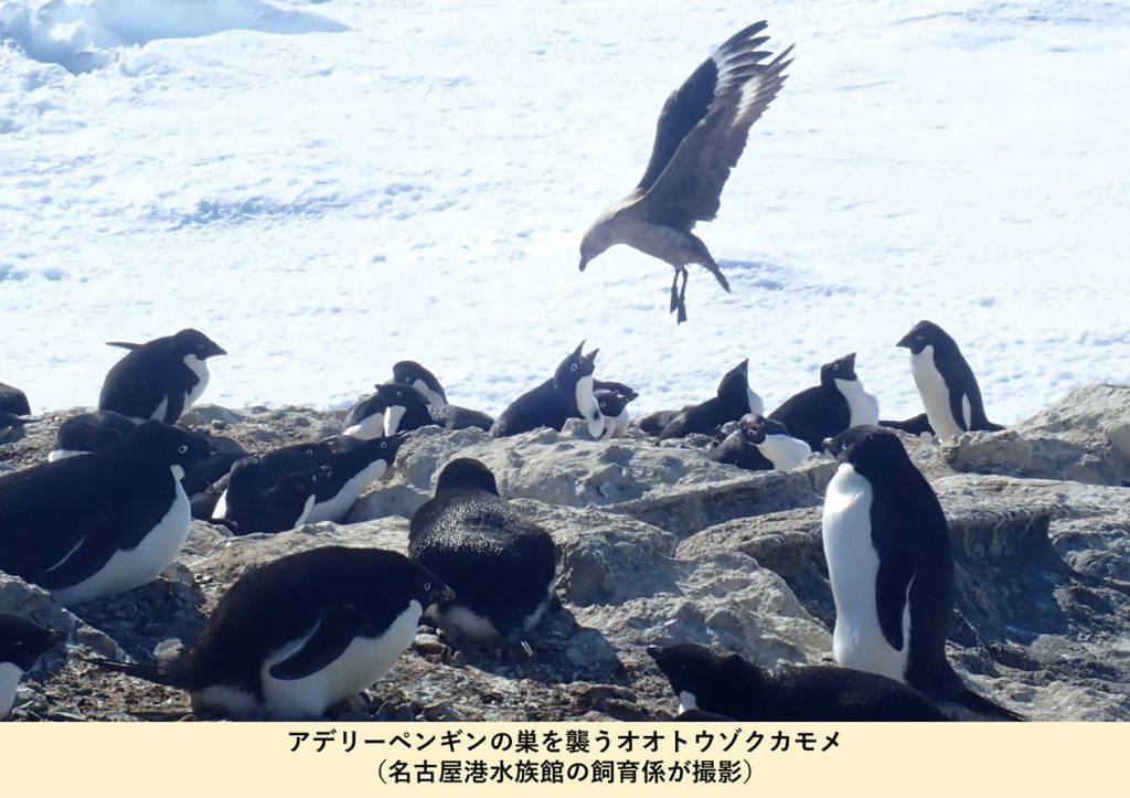 アデリーペンギンの巣を襲うオオトウゾクカモメ