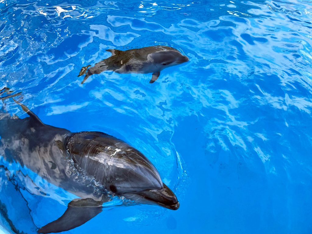 ウィニーと一緒に泳ぐ赤ちゃん（水上から）