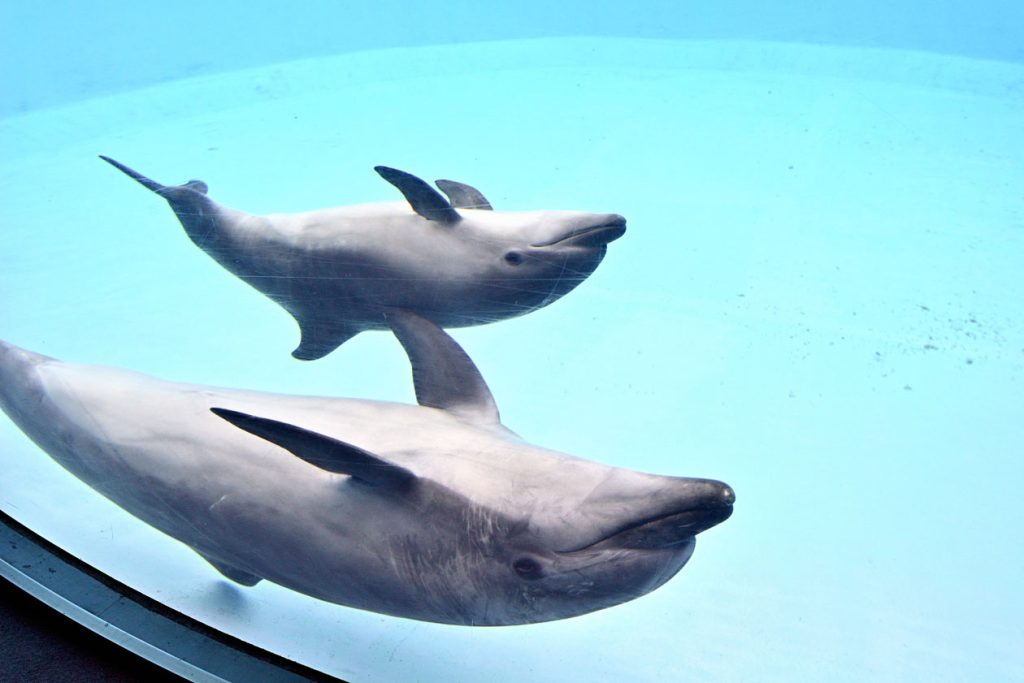 ウィニーと一緒に泳ぐ赤ちゃん（水中から）