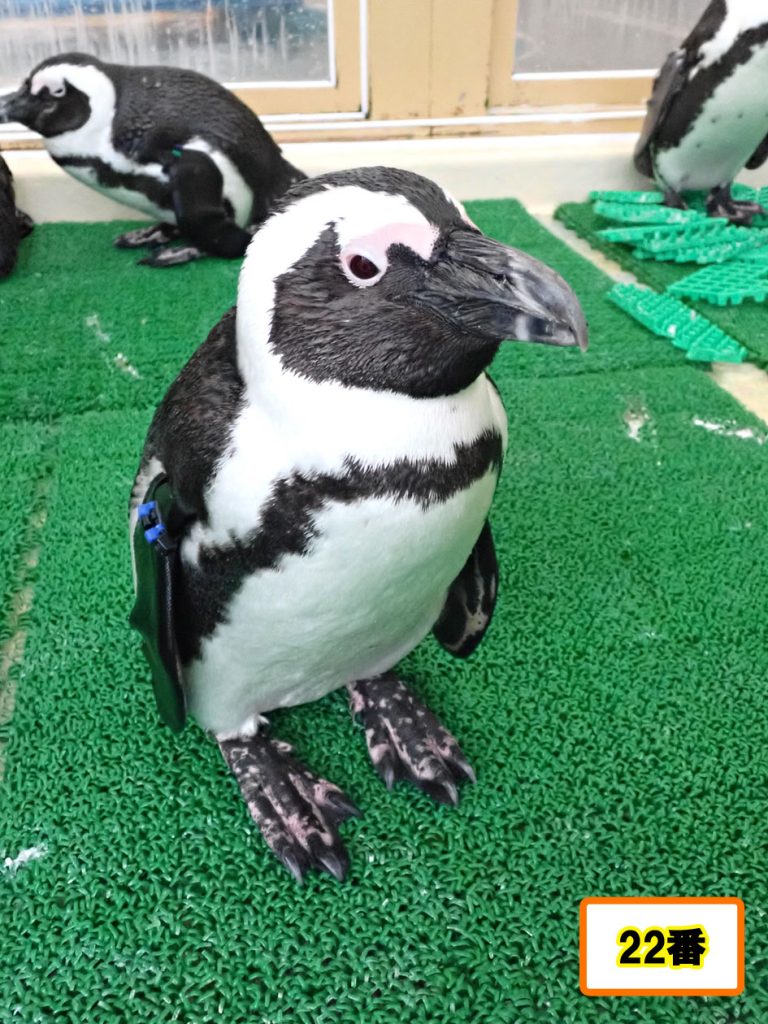 ケープペンギン22番