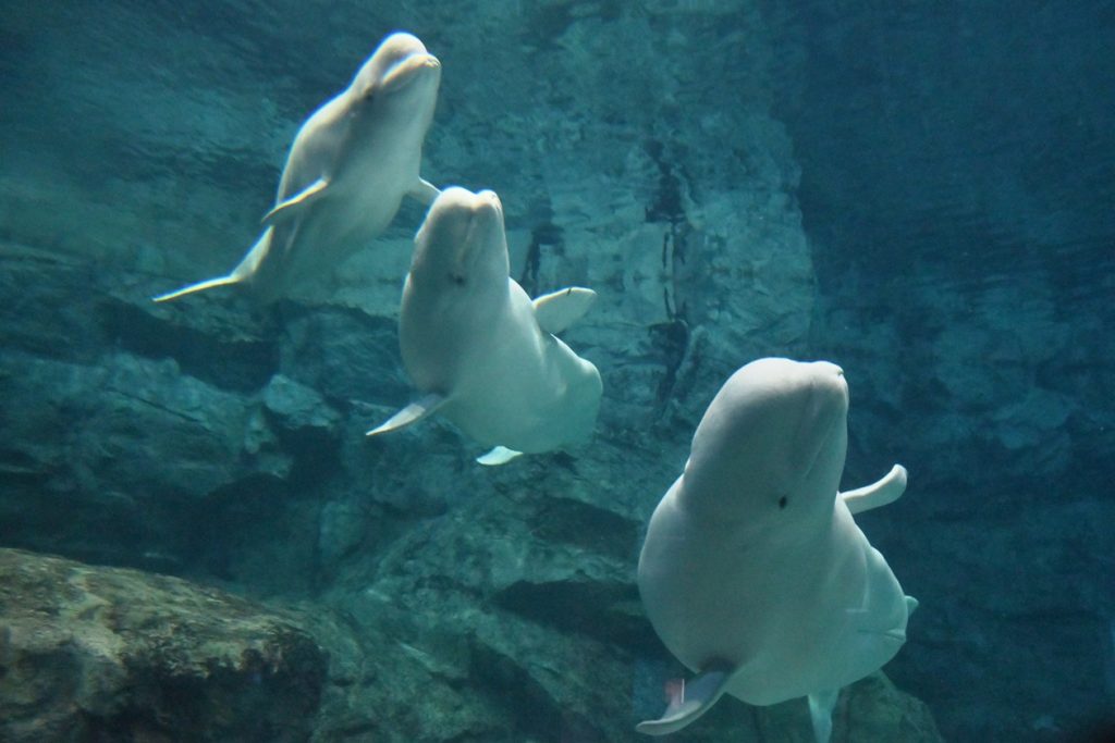 名古屋港水族館で飼育展示しているベルーガ