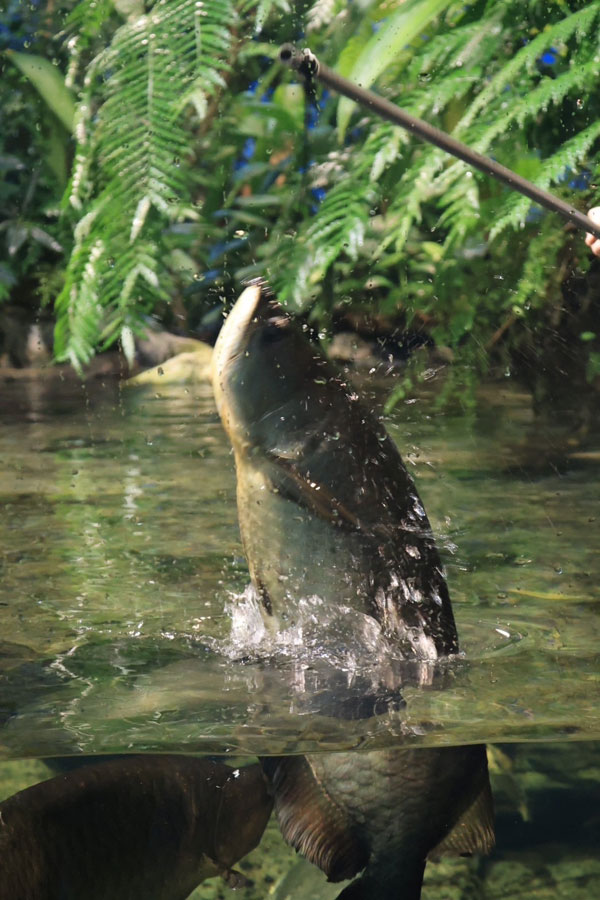 餌をめがけてジャンプするノーザンバラムンディ。体の半分ほどが水面に飛び出ている。