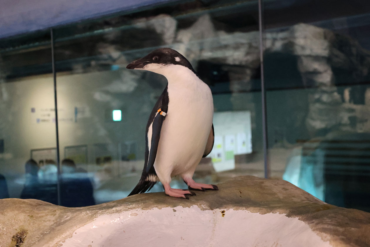 ペンギンタイムズからのお知らせ　～フリッパーバンド装着～